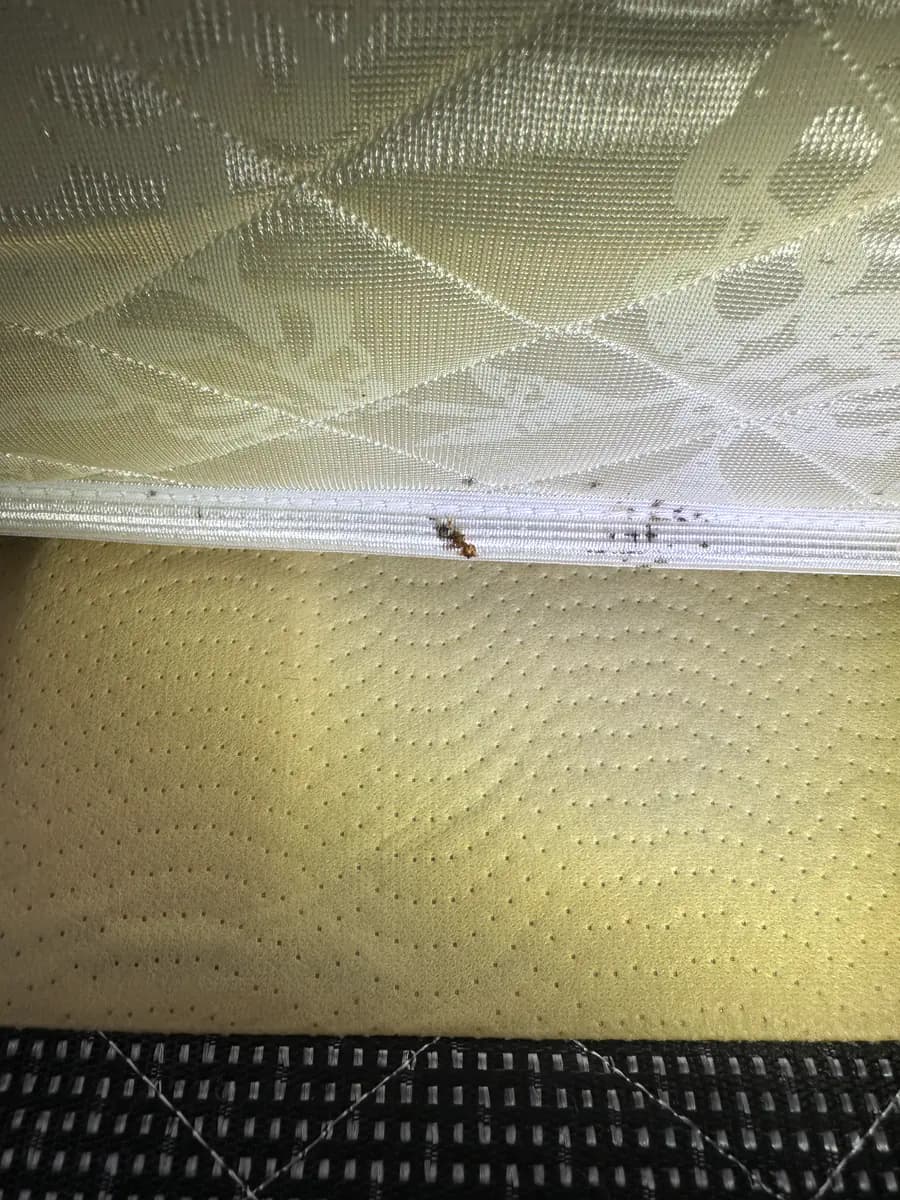 Bed bugs