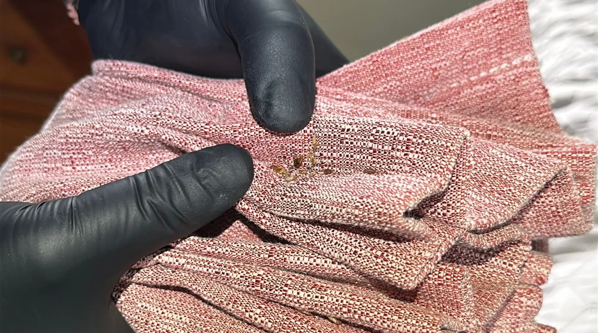 Gloved hands opening the pleats of a woven window covering to show bed bug eggs lodged in the folds