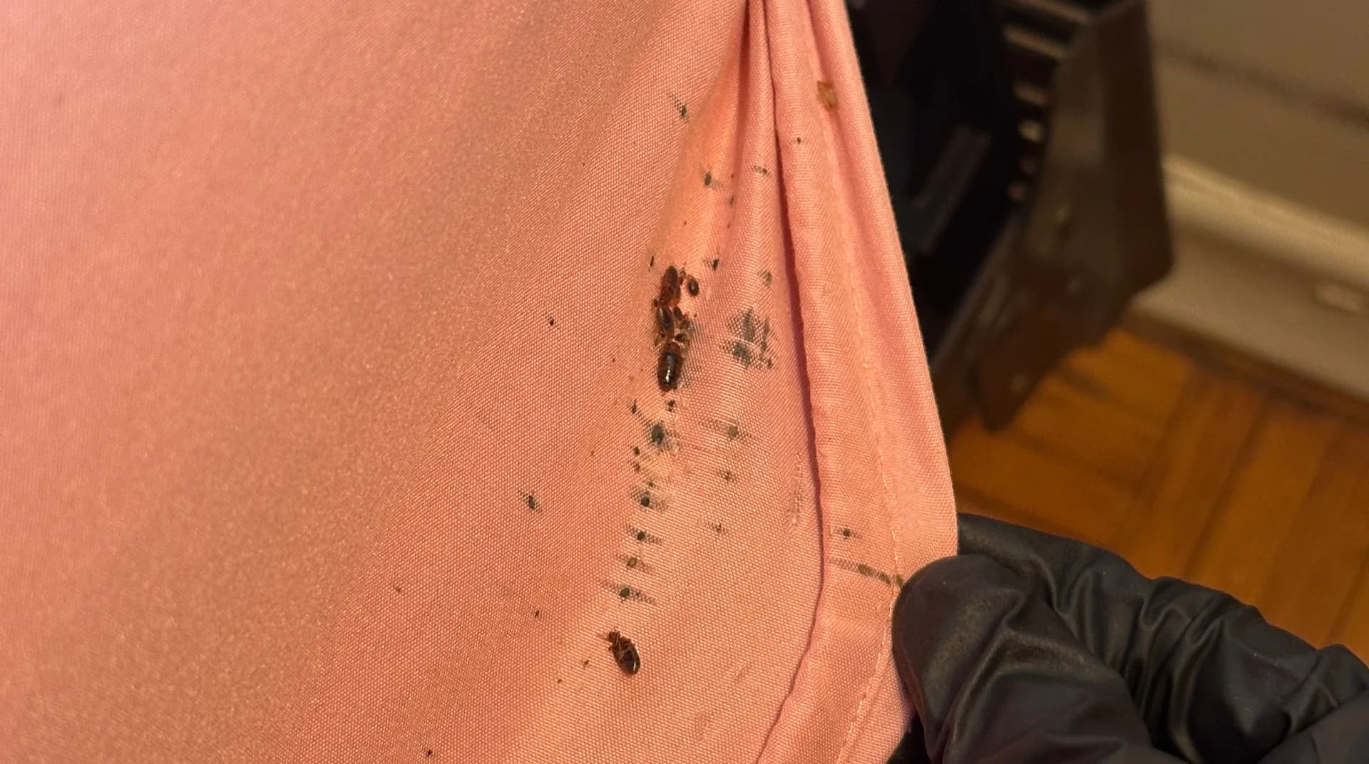 Bed bug fecal staining along a mattress seam on a GTA job
