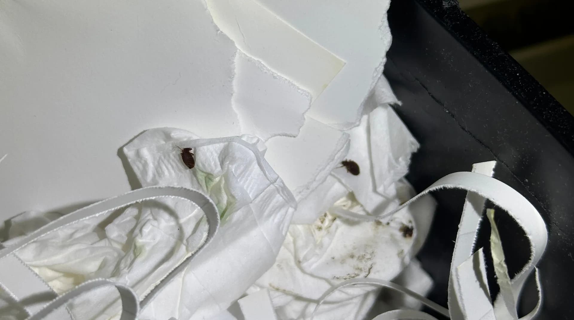 Adult bed bugs and fecal staining among shredded paper inside a paper shredder bin