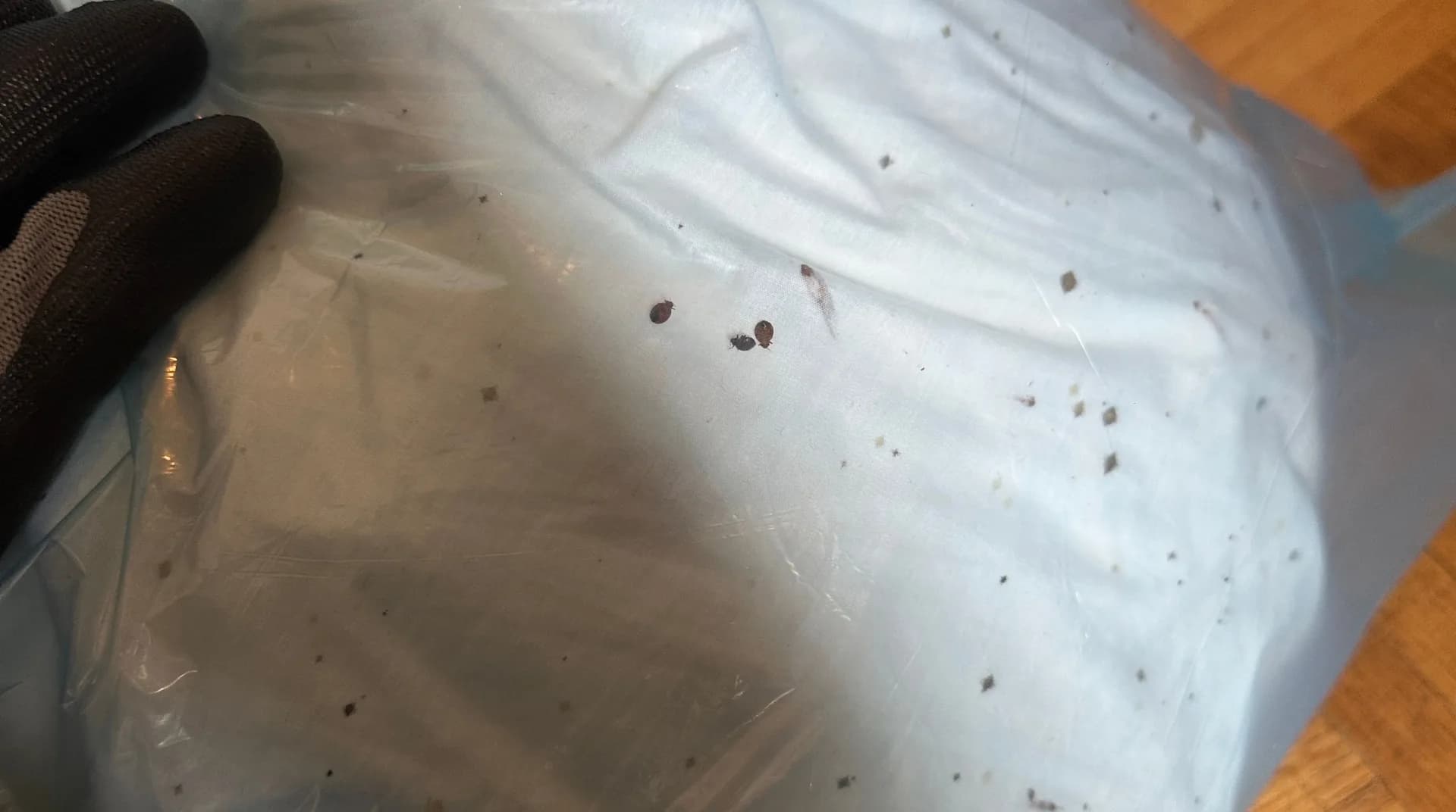Bed sheet sealed inside a disposal bag with bed bugs, a shed skin and fecal debris visible on the fabric