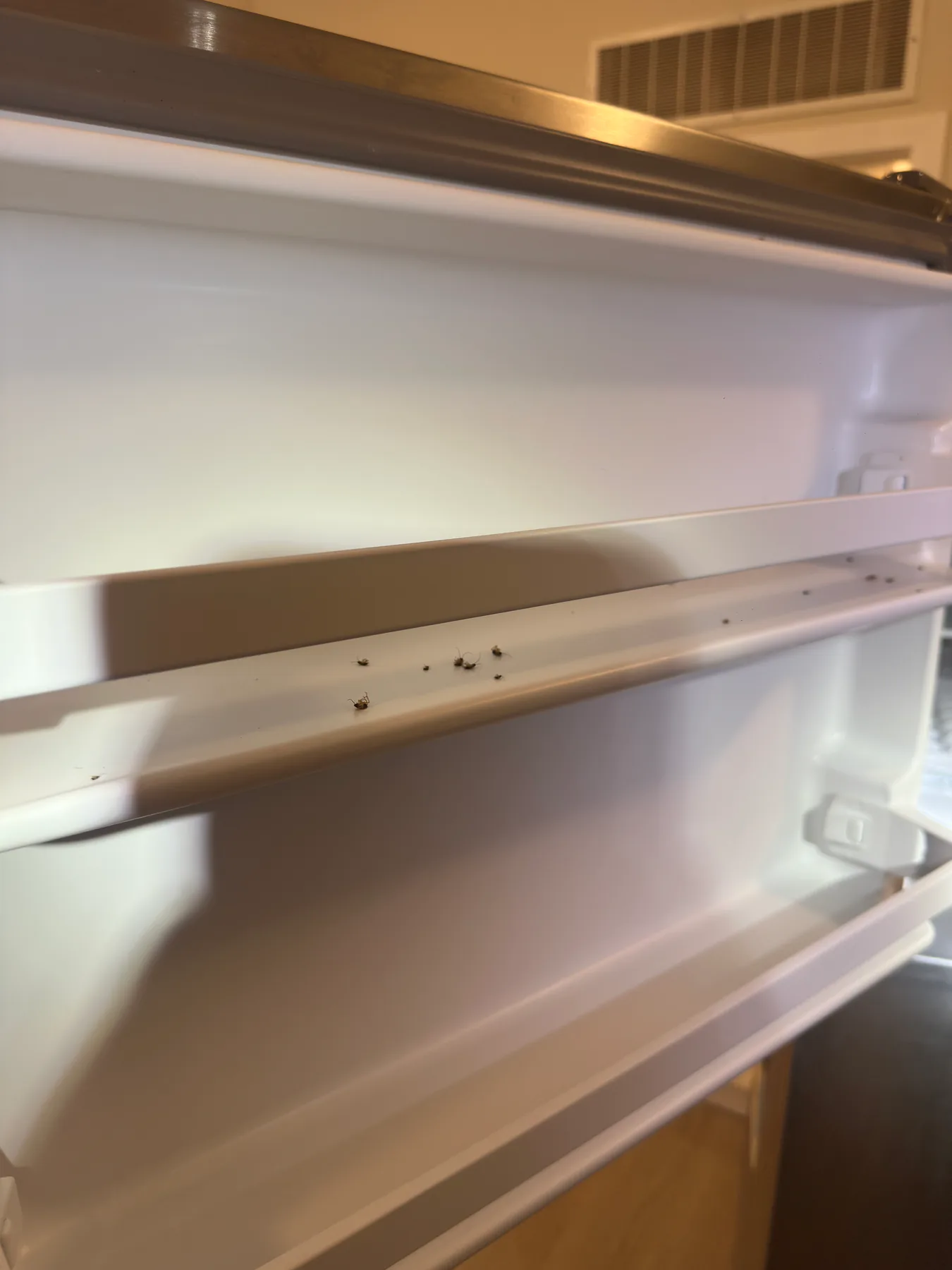 Cockroaches and pest debris along an interior refrigerator door ledge