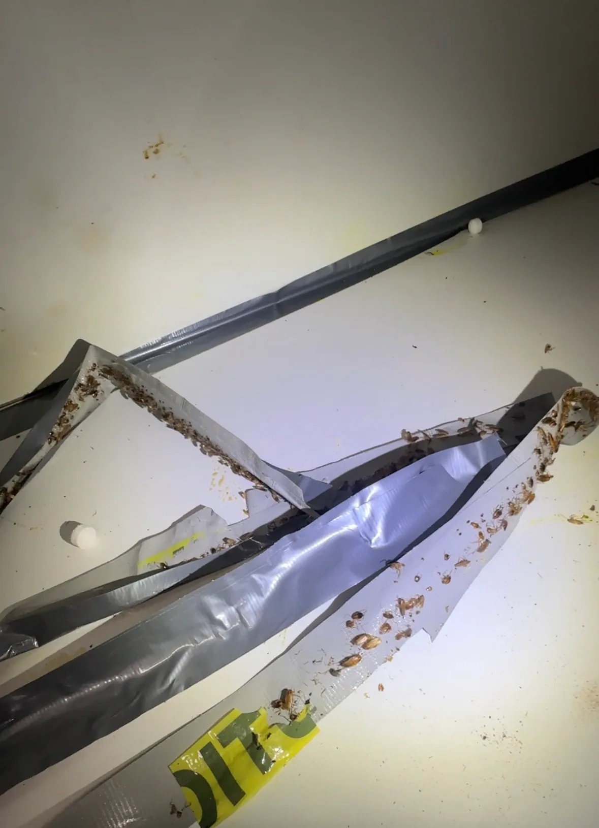 Cockroaches and debris on disassembled cabinet hardware