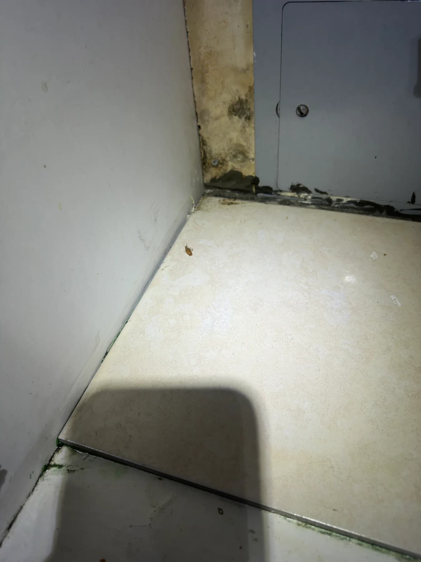 Cockroach visible in the corner of a kitchen cabinet near an access panel