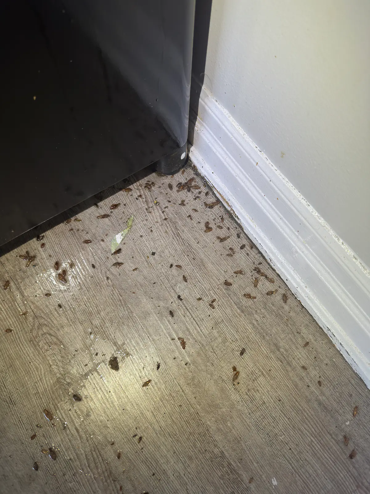Cockroaches scattered on flooring beside a kitchen appliance