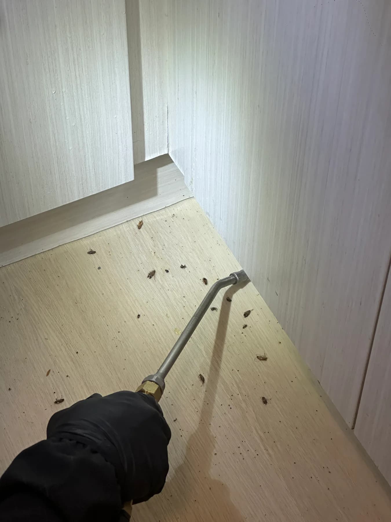 Gloved pest control technician applying treatment inside a kitchen cabinet