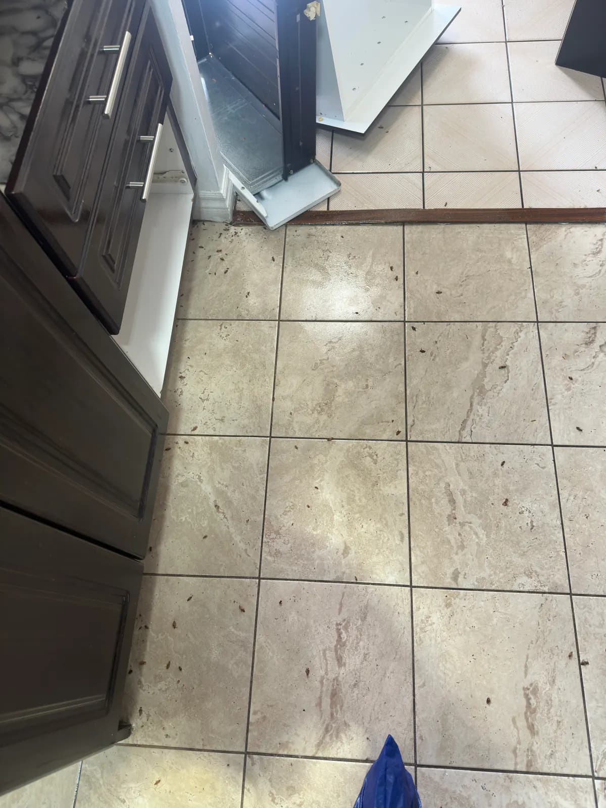 Cockroaches scattered across a tiled kitchen floor behind moved appliances