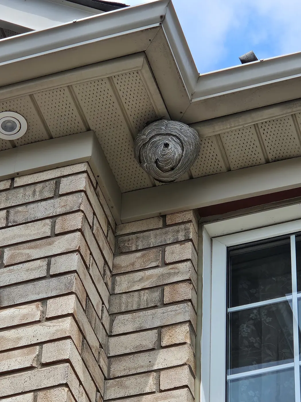 Wasps