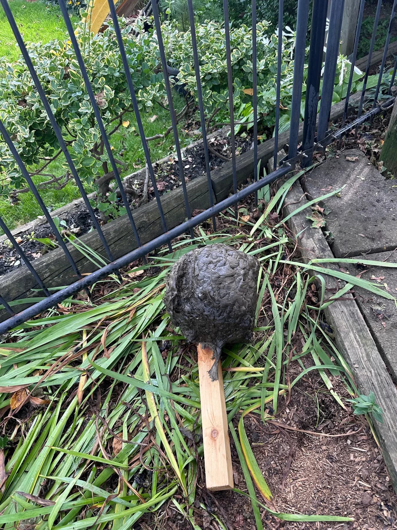 Intact grey wasp nest on the ground beside a garden fence after removal from a Brampton property