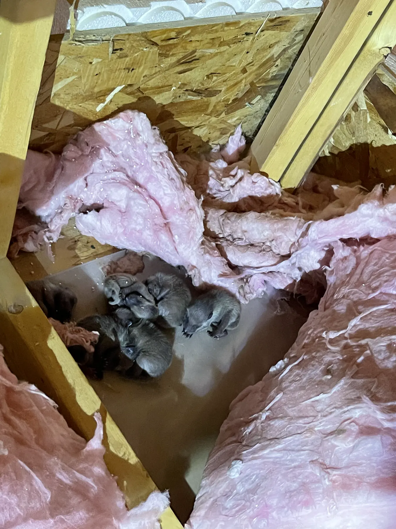 Baby squirrels gathered in attic insulation