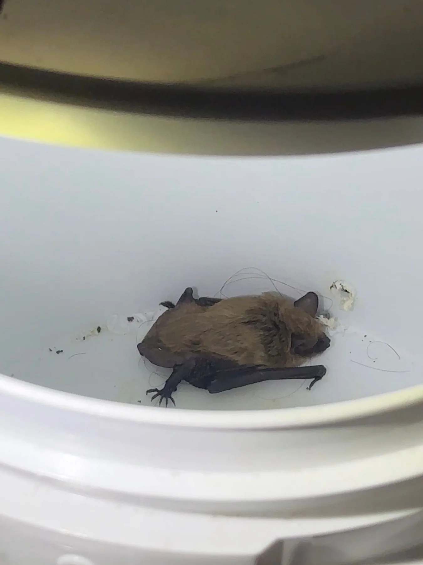 Bat contained in a pail after humane removal from a Brampton home