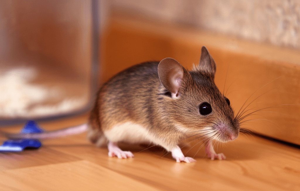 House Mouse - Common Pest
