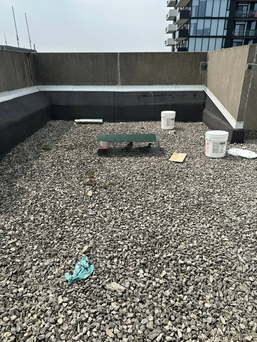 Flat gravel roof of a North York building with a pigeon trap set against the parapet wall