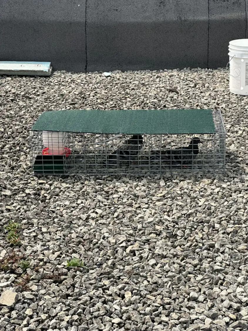 Live-capture pigeon trap holding pigeons on a North York rooftop