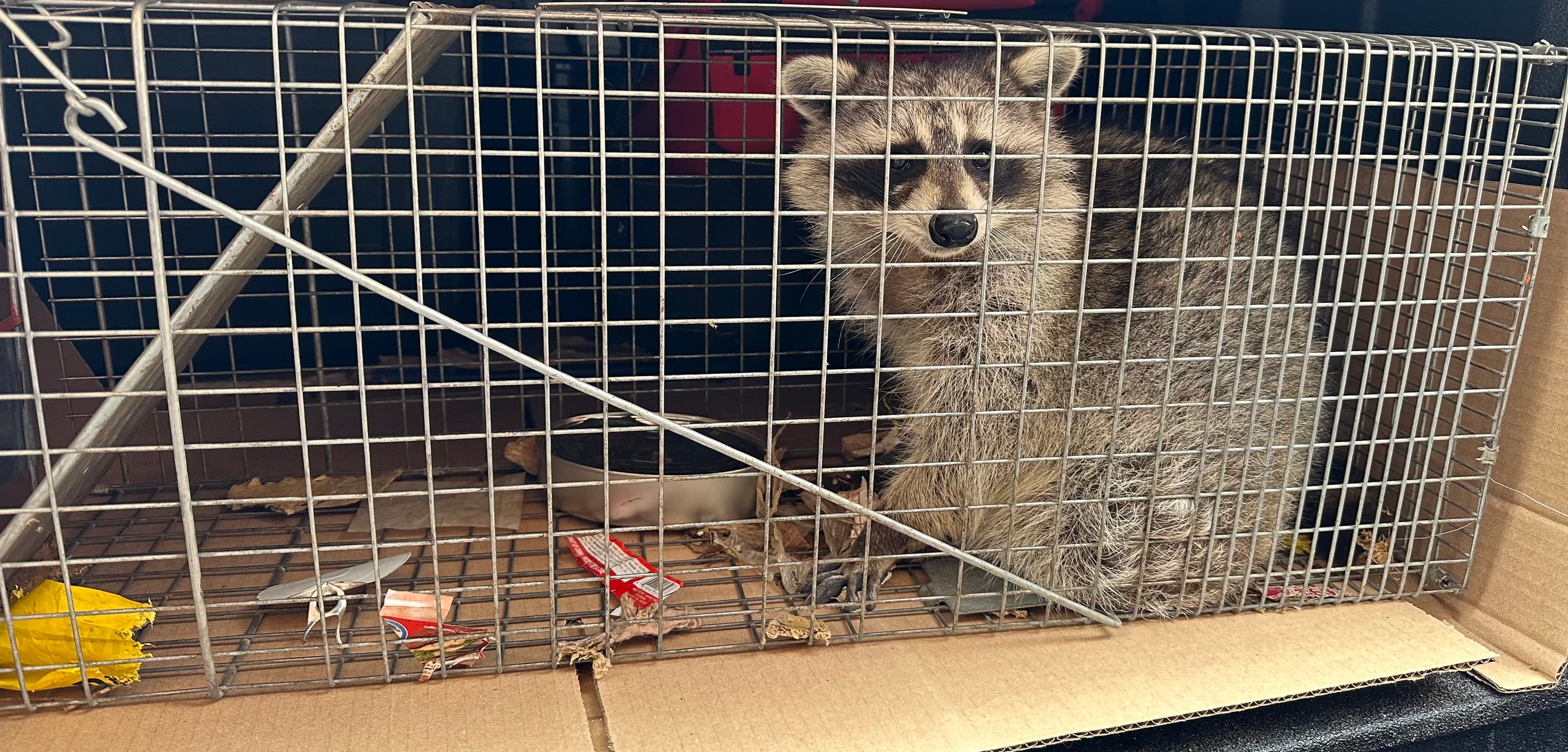 Raccoon Removal