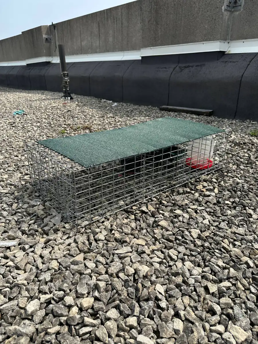 Rooftop pigeon trap with a green shade cover, feed tray and water container inside
