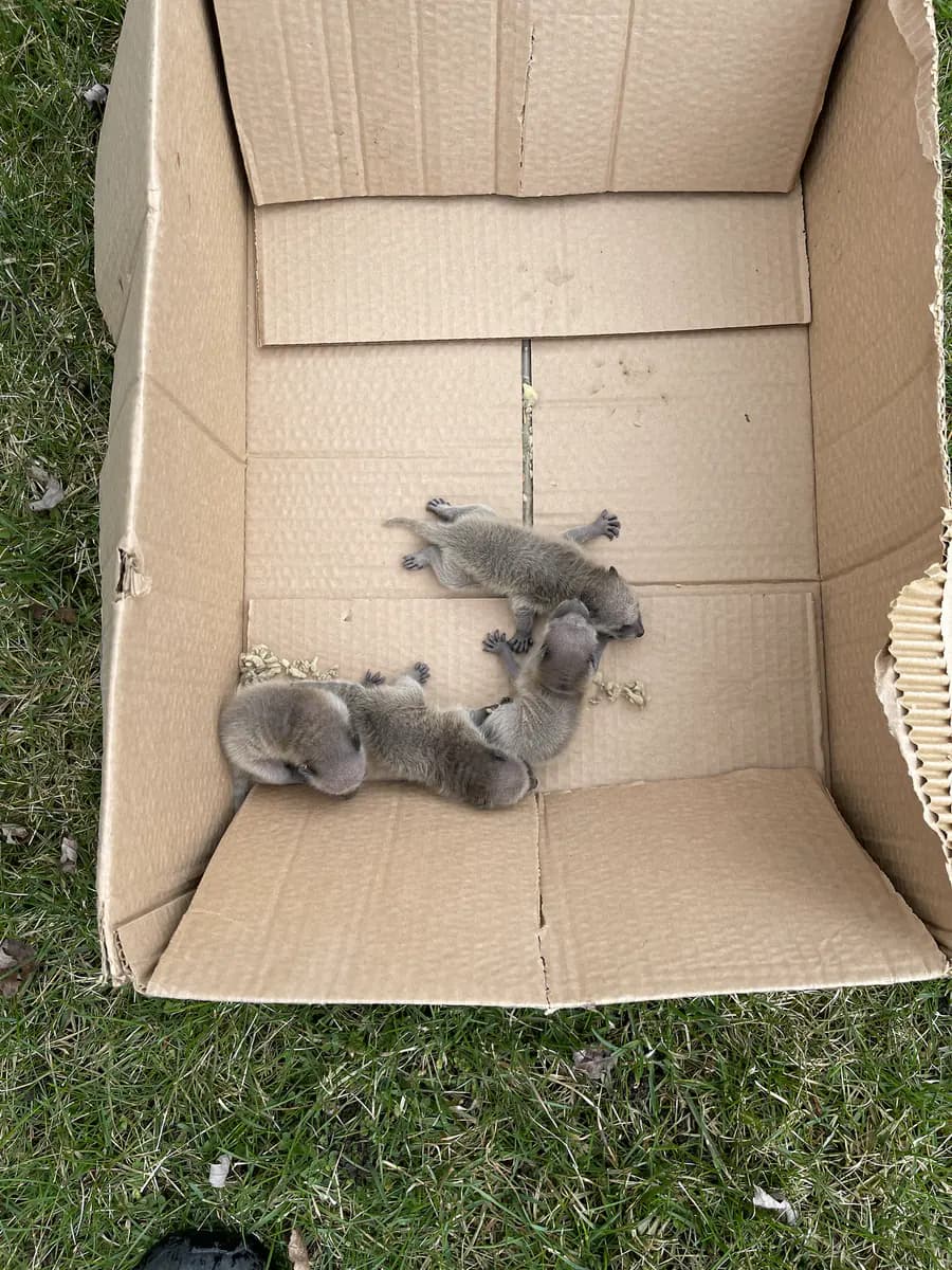 Several baby squirrels resting together inside a cardboard box outdoors