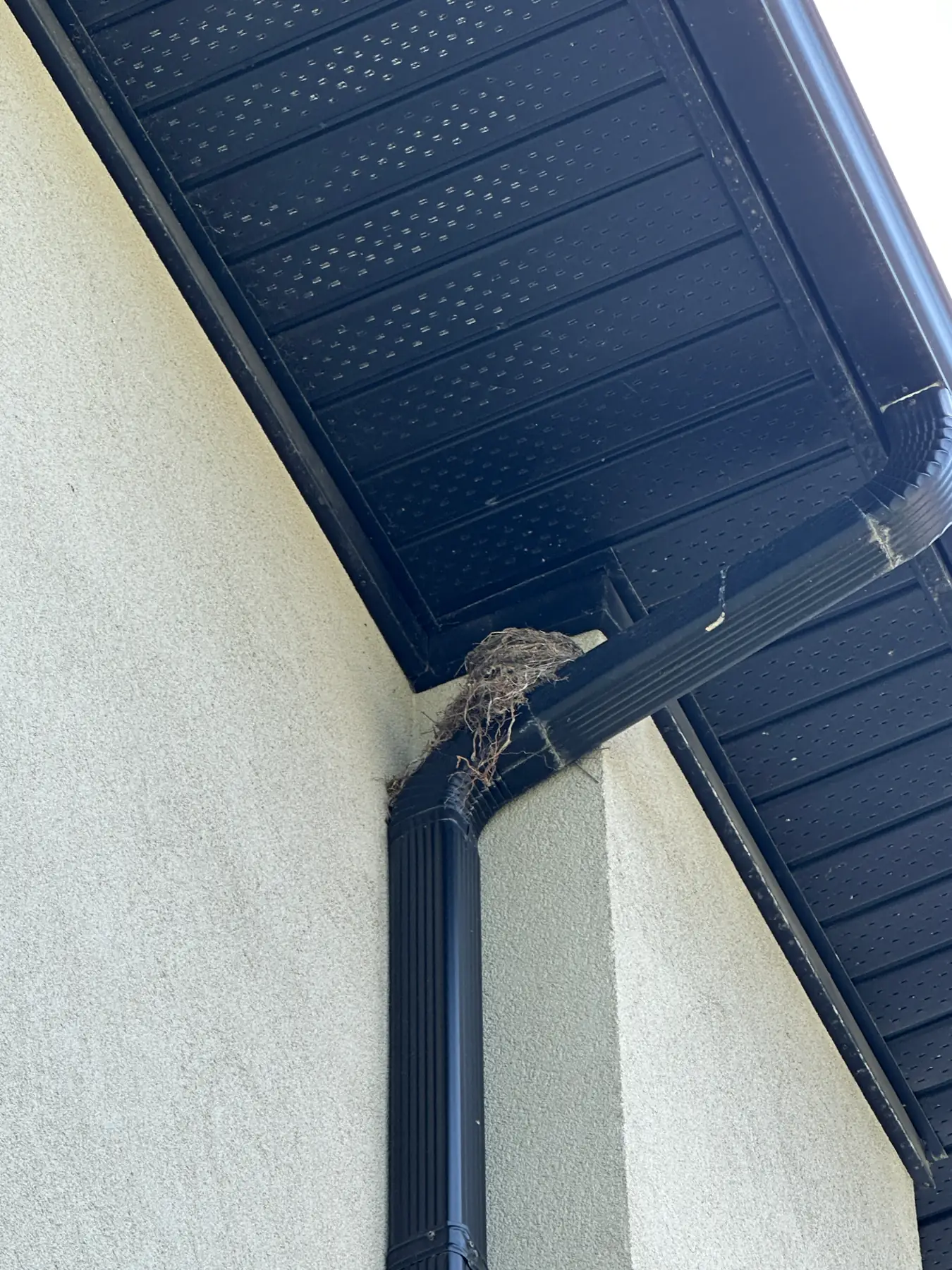 Bird nest built under a residential soffit beside a downspout