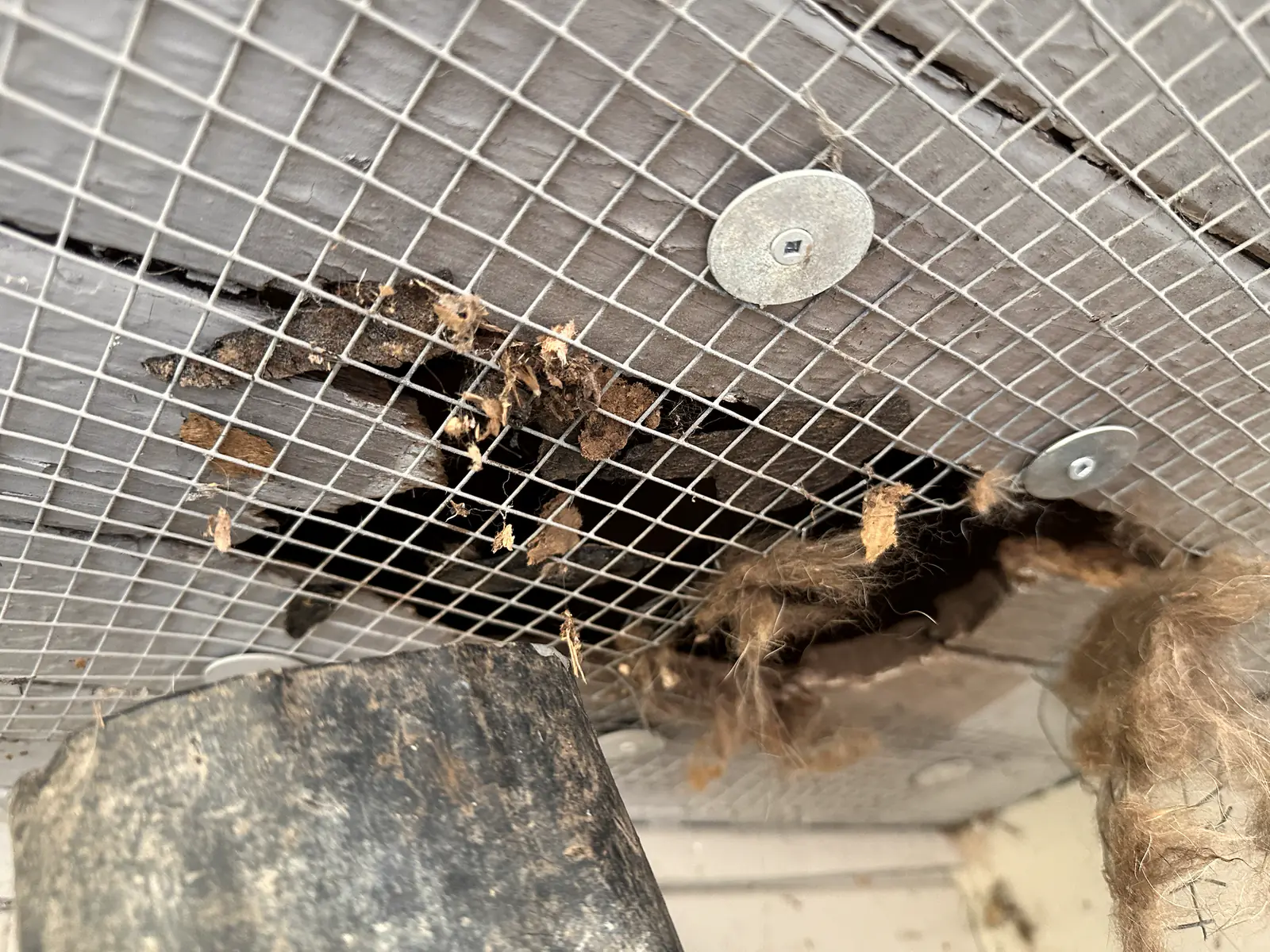 Damaged material and an opening behind roof exclusion mesh