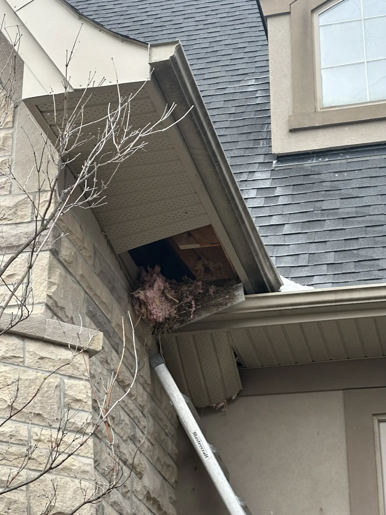 Open soffit cavity containing disturbed insulation and nesting material