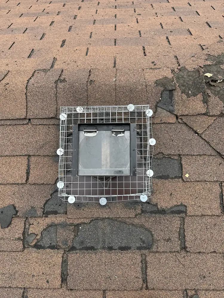Finished wire wildlife-exclusion cage secured over a square roof vent