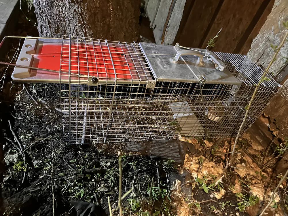 Empty wire live-capture wildlife trap positioned beside a tree trunk