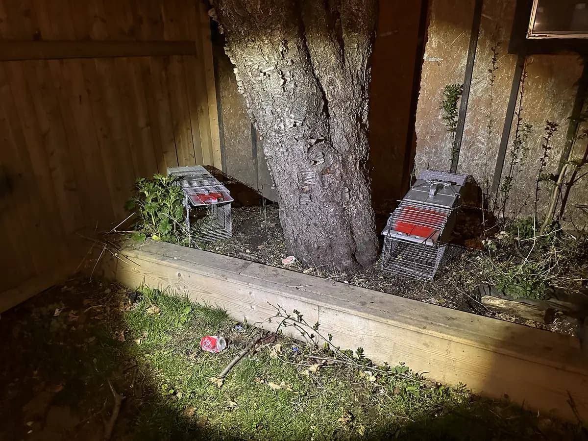 Two empty live-capture wildlife traps positioned beside a tree