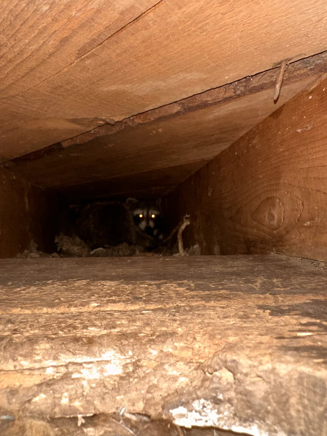 Raccoon looking out from inside a wooden roof cavity