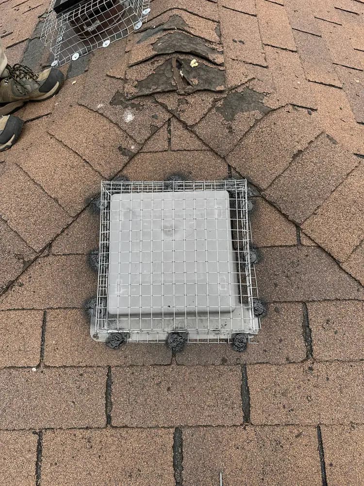 Wire exclusion cage positioned over a square roof vent during installation