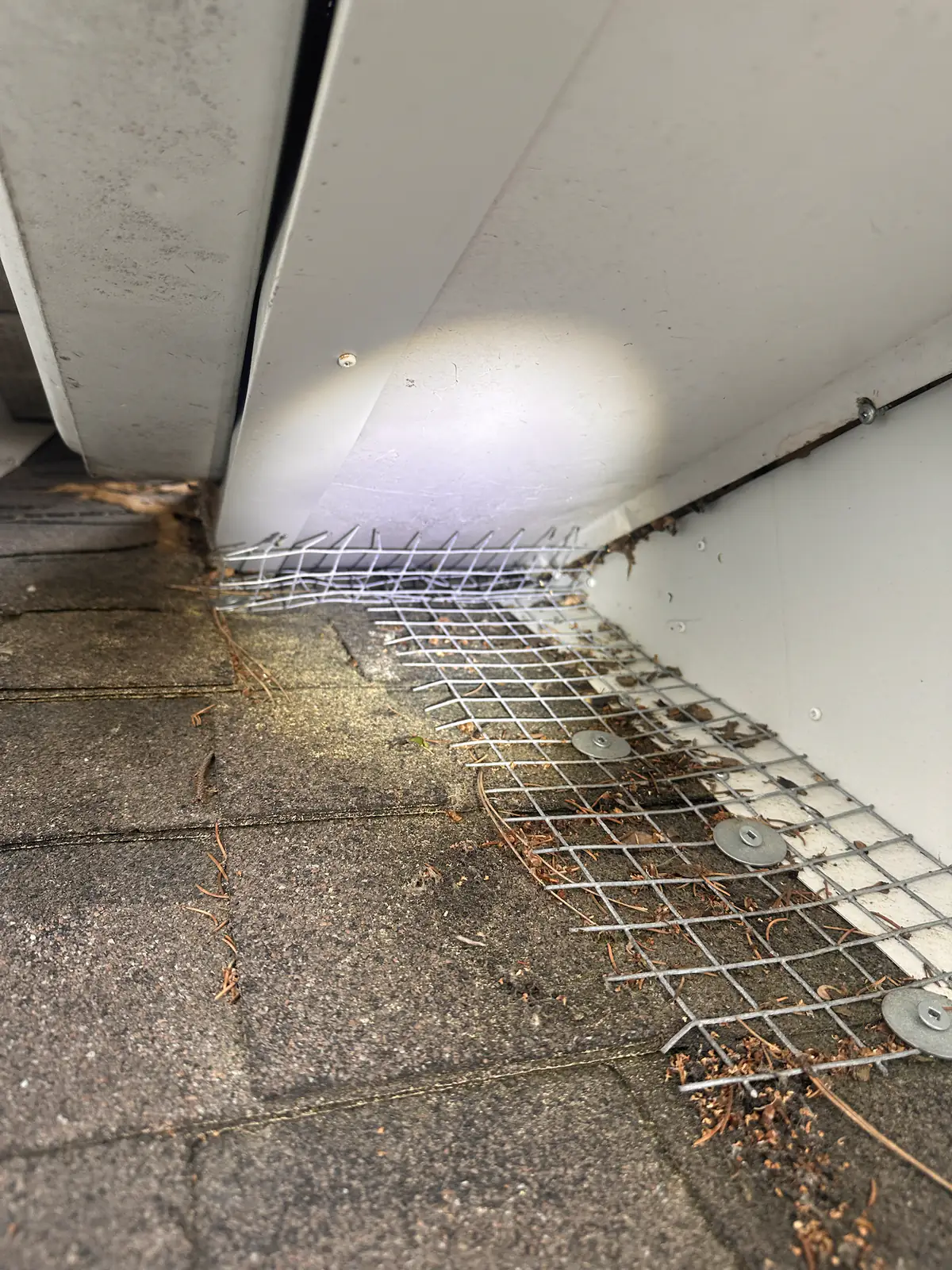 Open square roof vent base exposed on asphalt shingles before exclusion work