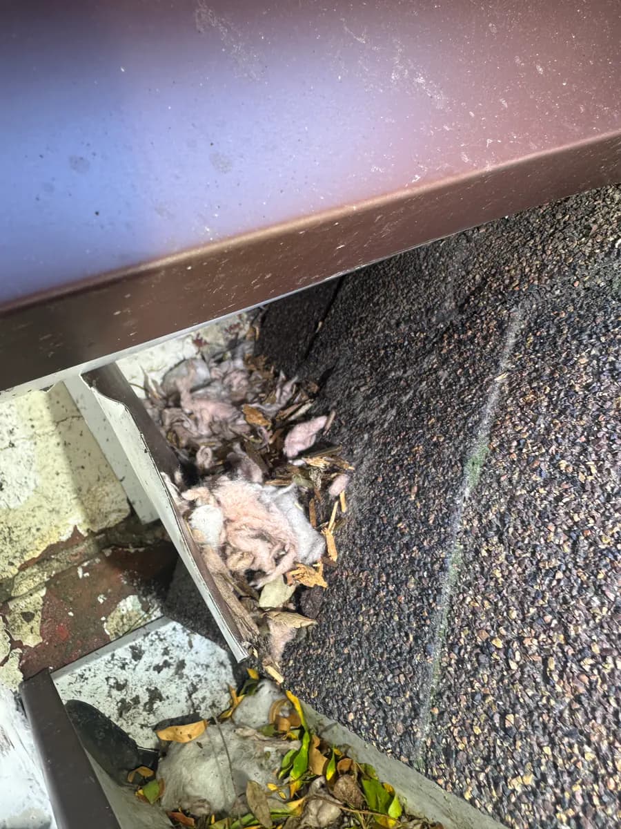 Insulation, fur-like material, leaves, and debris collected inside a roof gutter