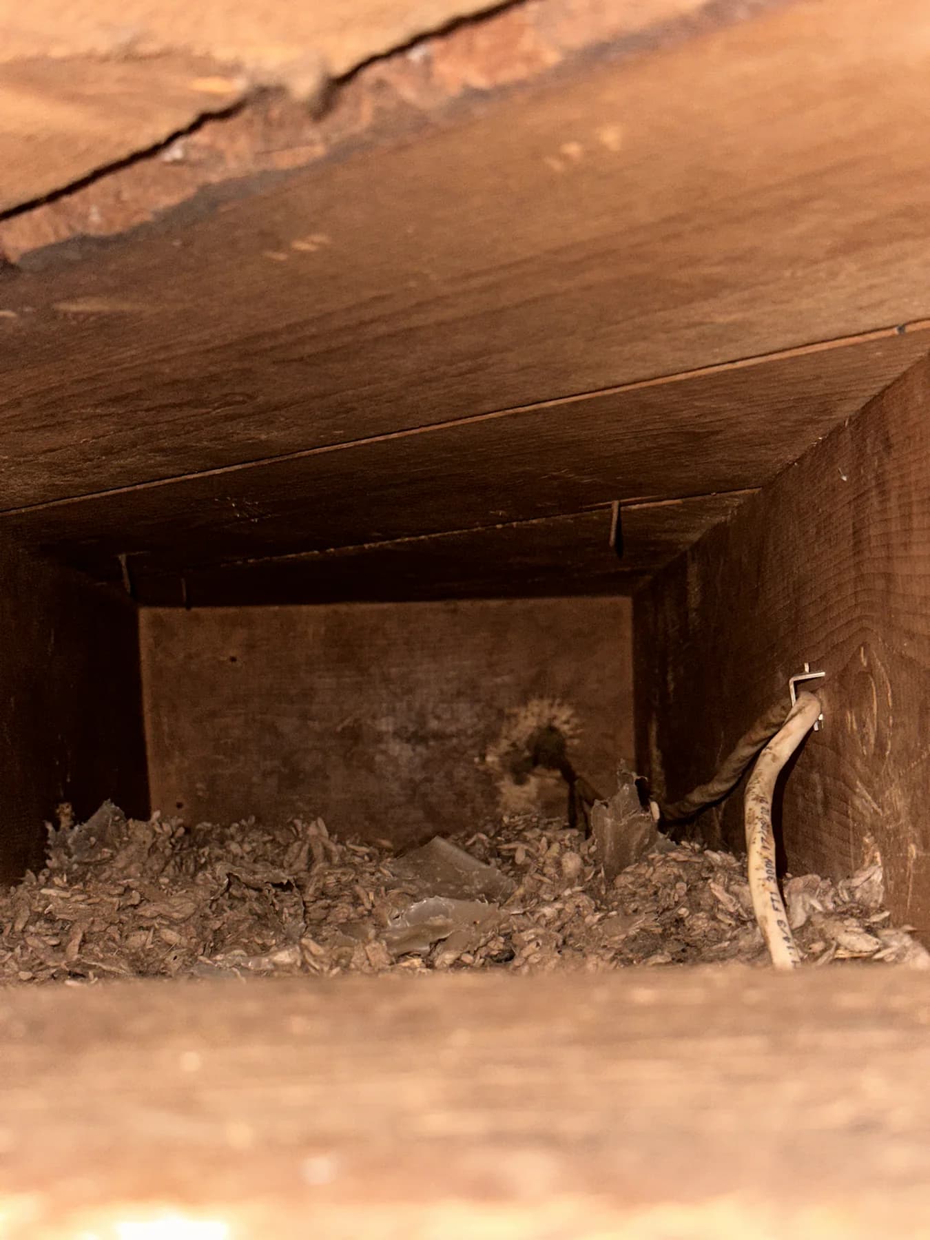 Nesting debris and an exposed cable inside a narrow roof cavity