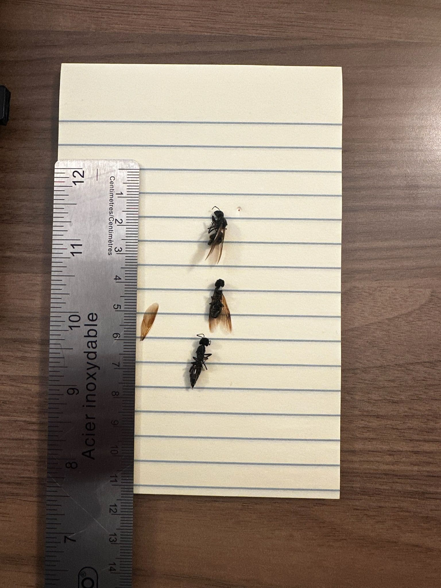 Carpenter Ant Control in Toronto: How to Spot Them, Why They Show Up, and How We Get Rid of Them