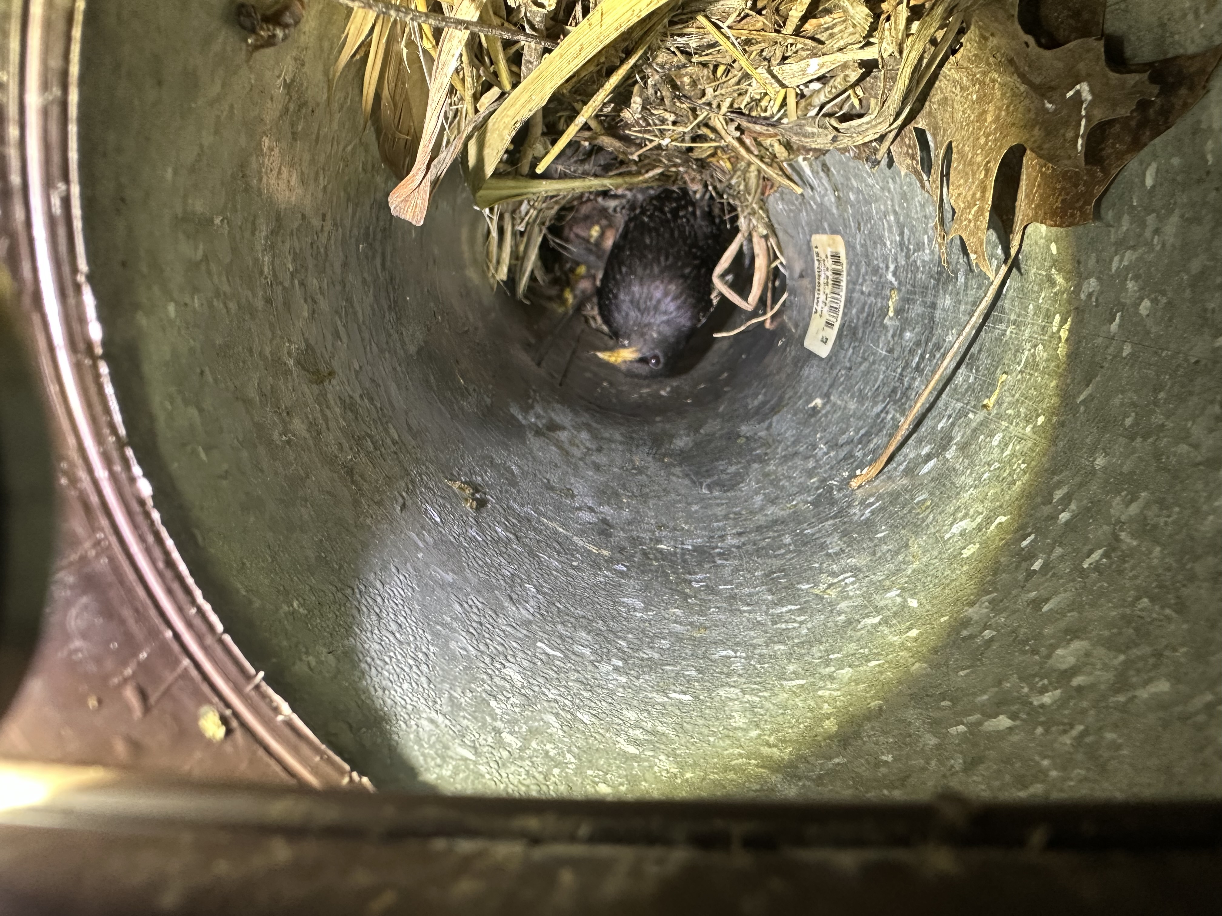 Bird Control - Professional Wildlife Control Service