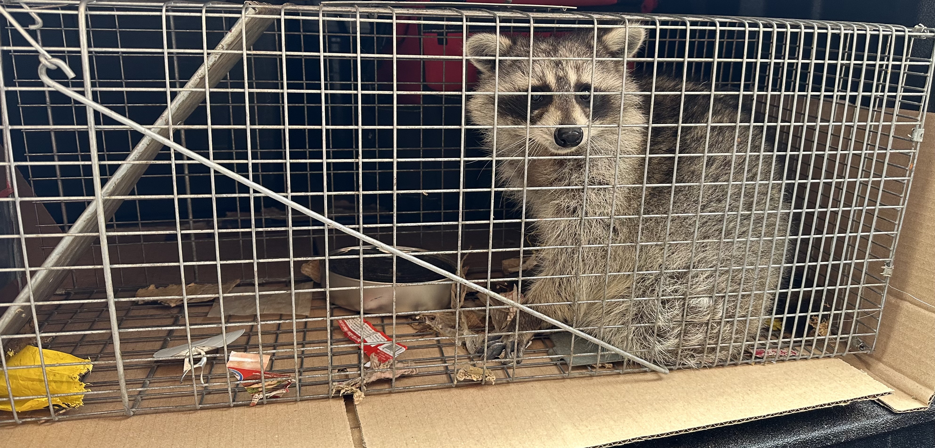 Raccoon Removal - Professional Wildlife Control Service