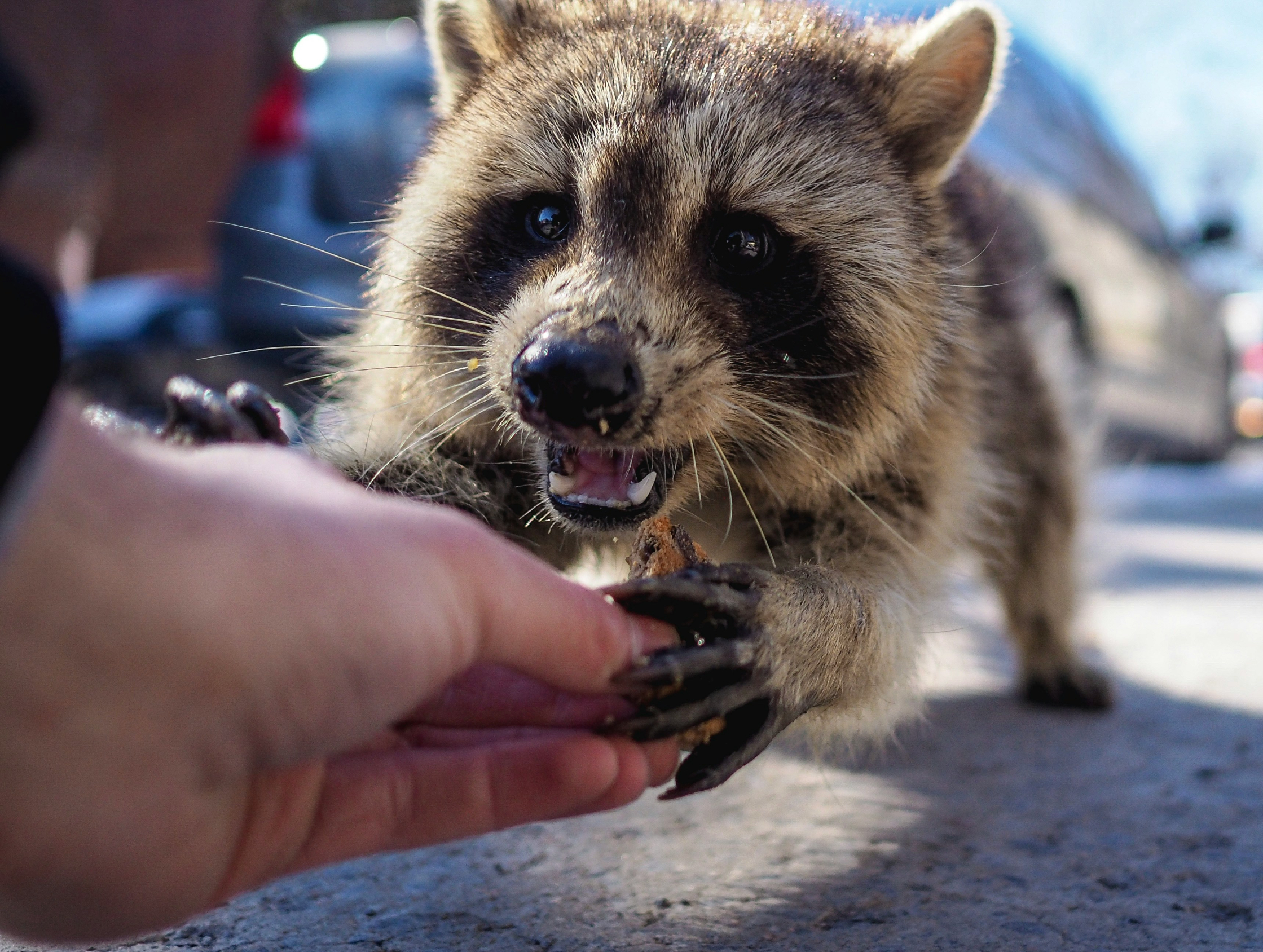 Professional Wildlife Management and Control Services