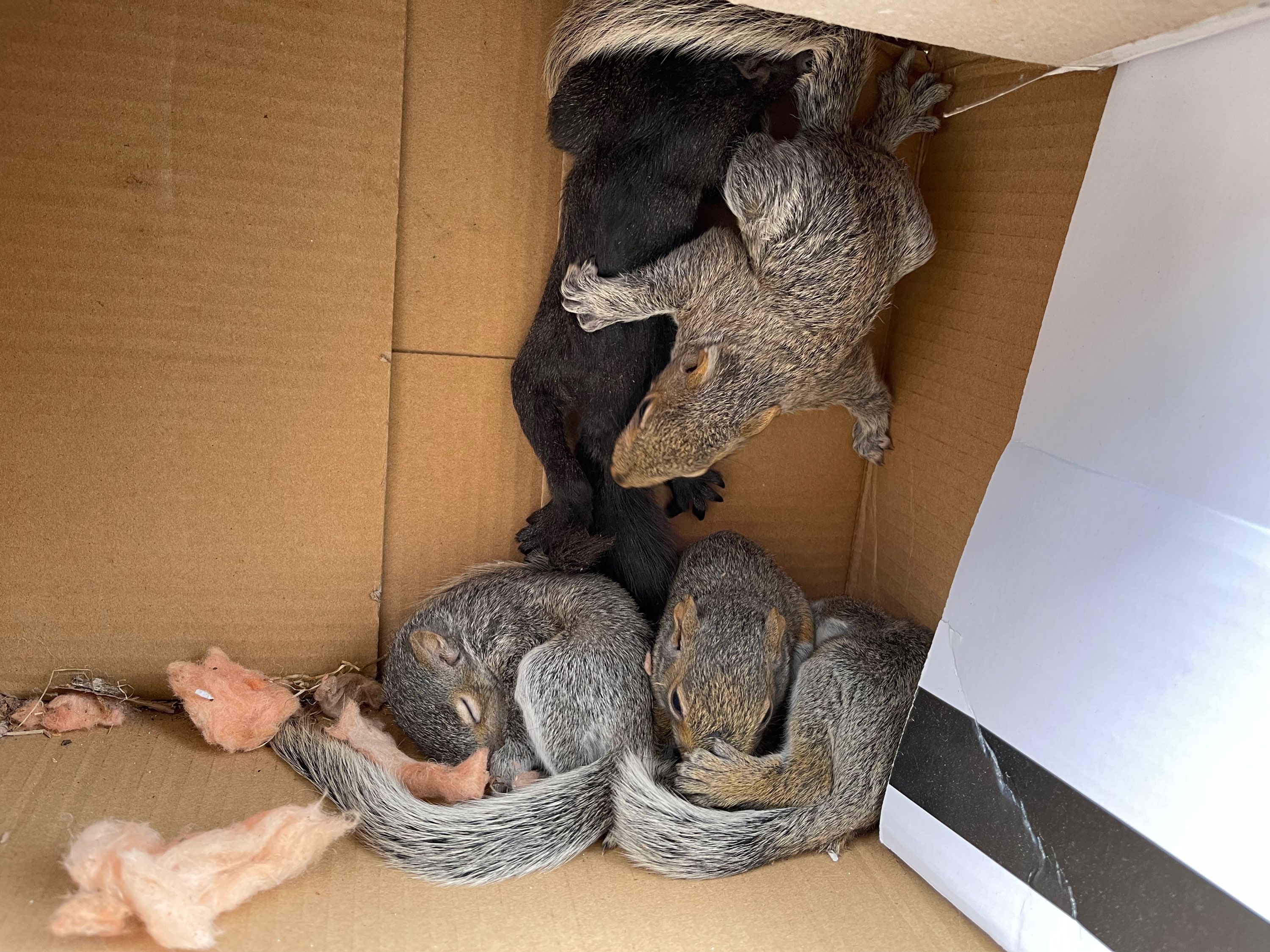 Squirrel Control - Professional Wildlife Control Service